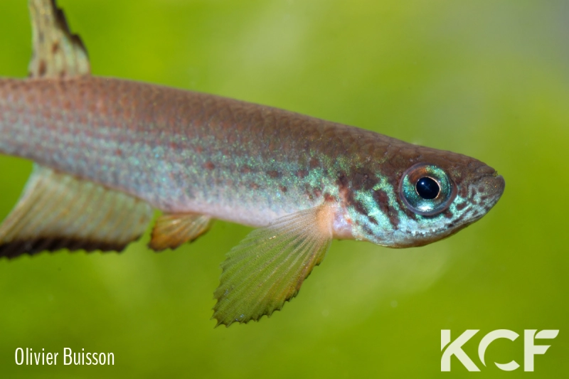 Aphyolebias schleseri Uspa Caño Peru JRG 11-10 male adulte 