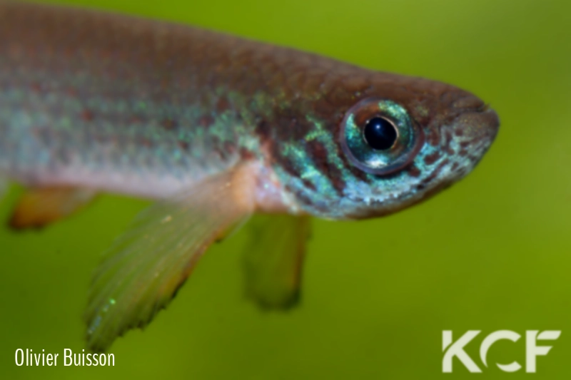 Aphyolebias schleseri Uspa Caño Peru JRG 11-10 male adulte 