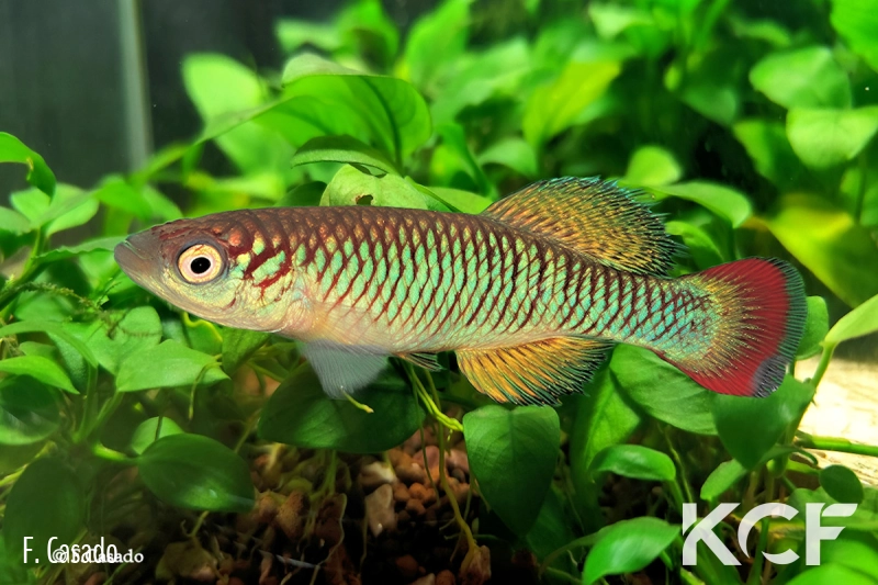 Nothobranchius sylvaticus  male adulte 