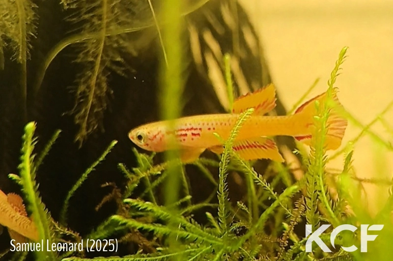 Aphyosemion aff. louessense Ingolo- Iwayi COFE 10-18 male adulte 