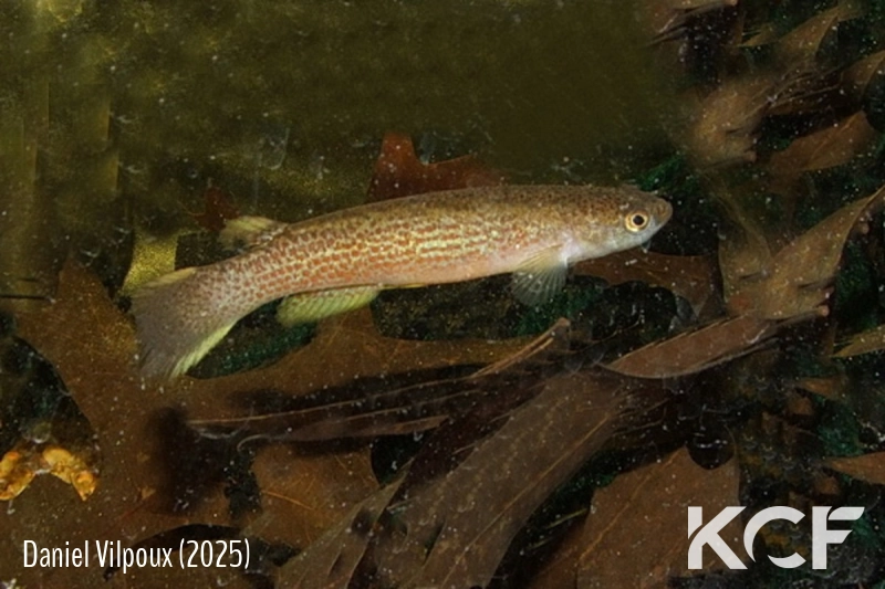 Anablepsoides sp. Botopassi Sur 2022 male adulte 