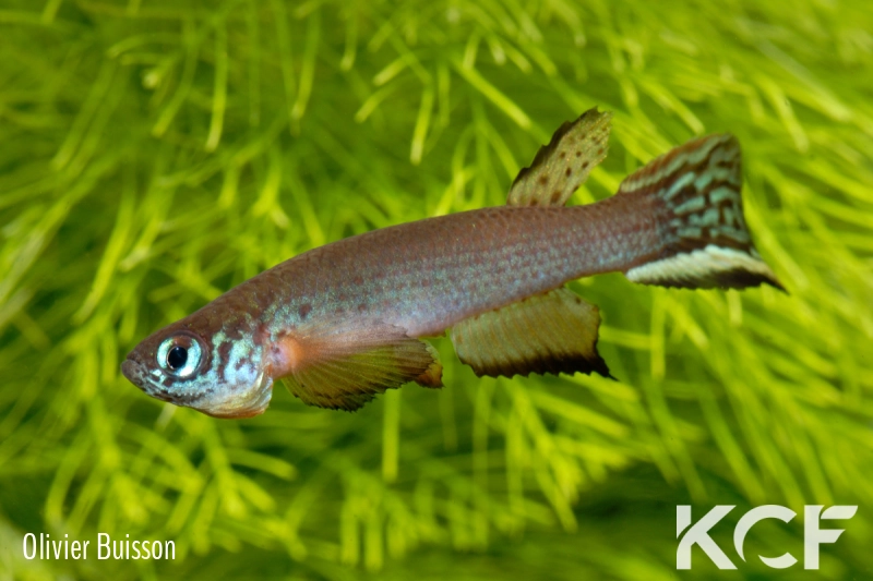 Aphyolebias schleseri Uspa Caño Peru JRG 11-10 male adulte 