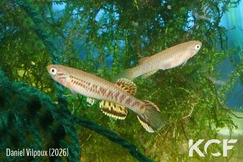 Aphyosemion losantosi Bisun GEMGSL 19-25 couple adulte 