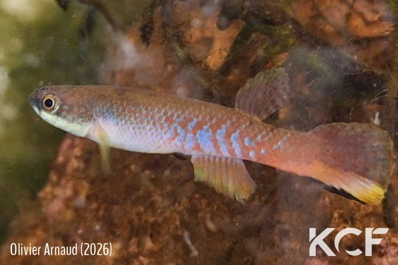 Laimosemion aff. agilae Troeli kamp saramanca river surinam JB 2019 male adulte 