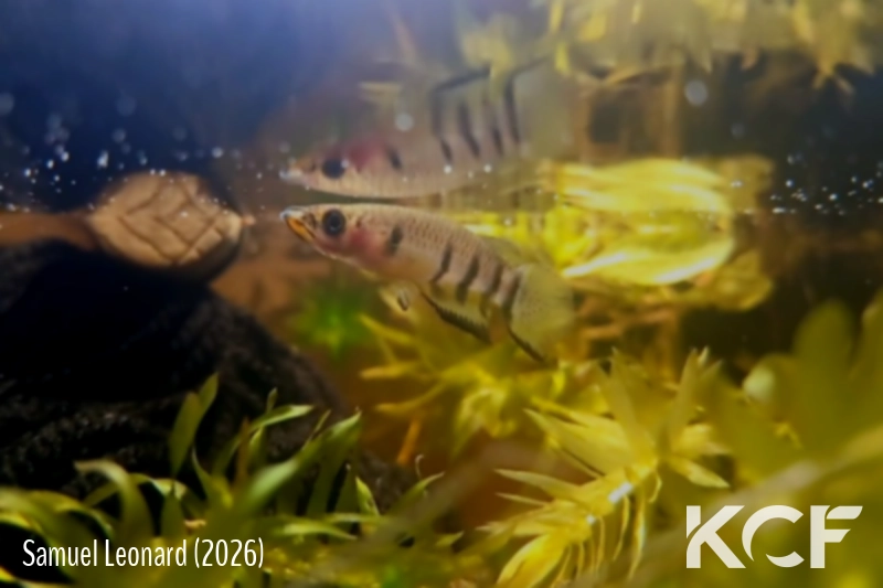 Epiplatys dageti dageti  male adulte 