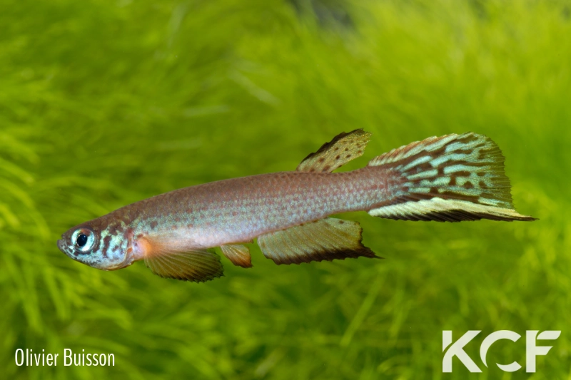 Aphyolebias schleseri Uspa Caño Peru JRG 11-10 male adulte 