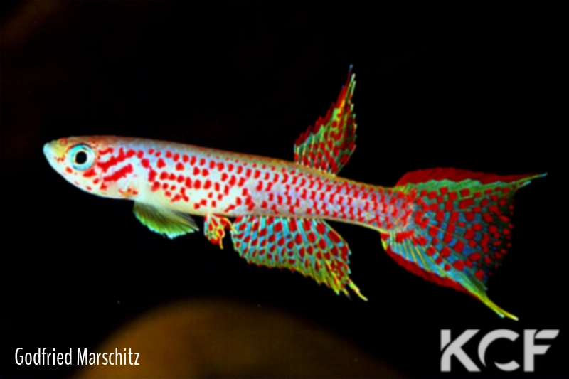 Aphyosemion aff. chauchei Bagandou RCA 82-03 male adulte 