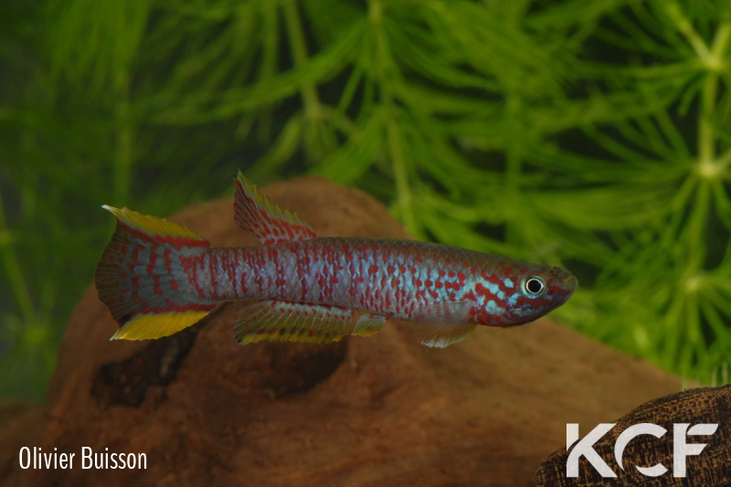 Aphyosemion ahli Piscine Movoho GEMLB 02-31 male adulte 