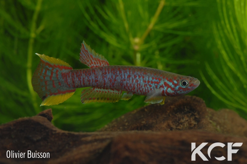 Aphyosemion ahli Piscine Movoho GEMLB 02-31 male adulte 