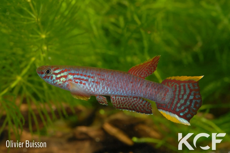 Aphyosemion ahli GEMLC 07-49 male adulte 