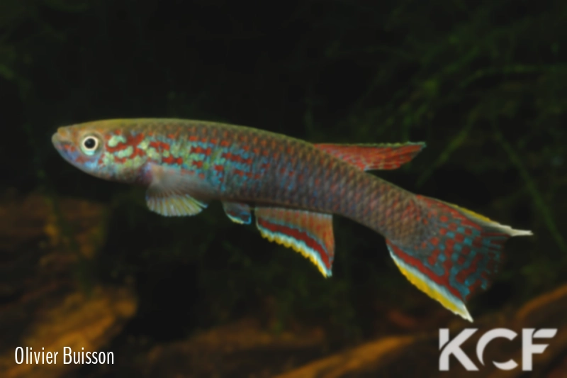 Aphyosemion ahli Cellucam ADK 09-299 male adulte 