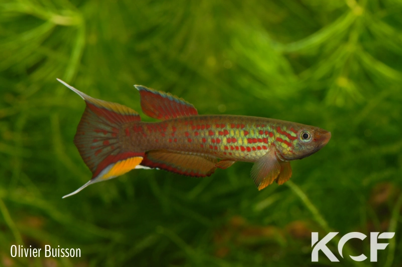 Aphyosemion australe Chocolat male adulte 