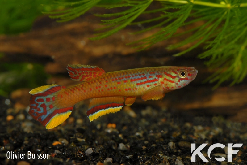 Aphyosemion calliurum Illor AB 07-140 male adulte 