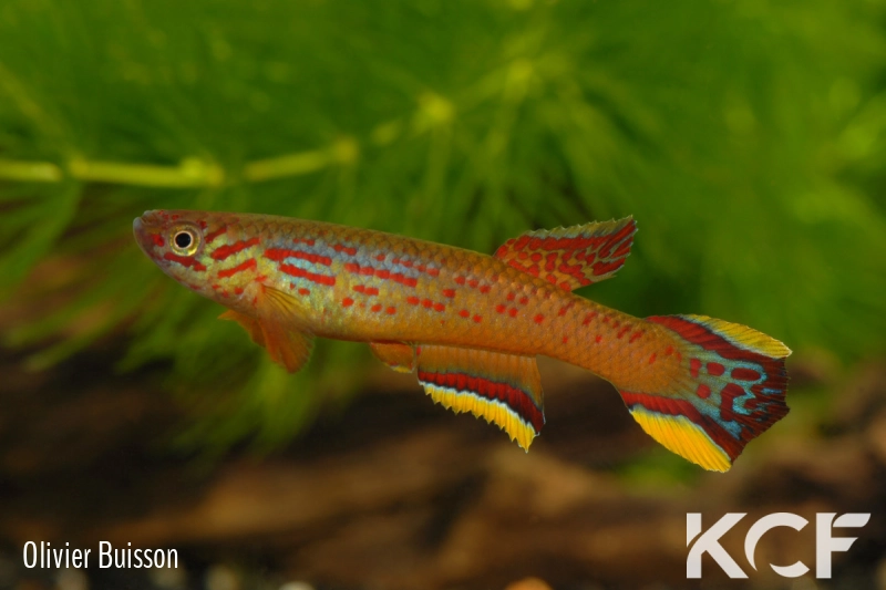 Aphyosemion calliurum Illor AB 07-140 male adulte 