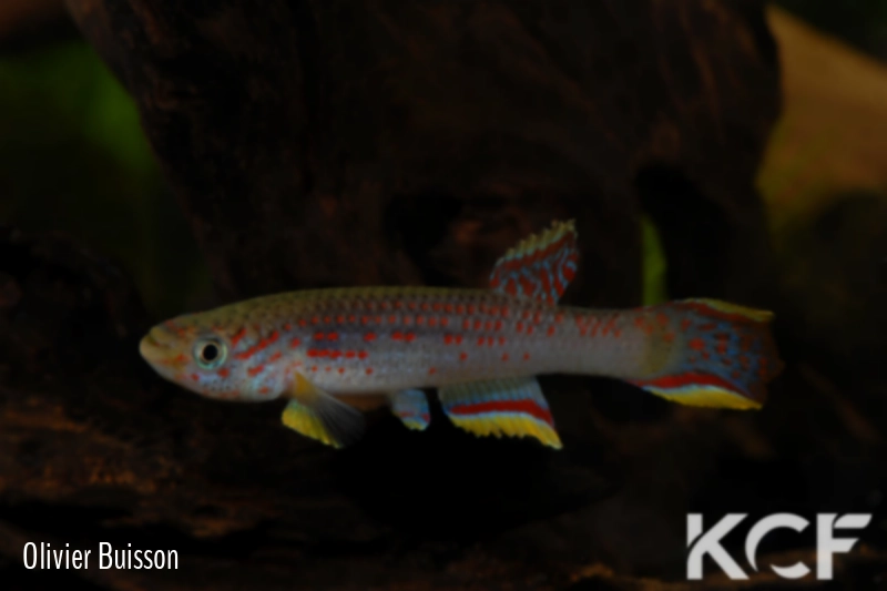 Aphyosemion calliurum ABK 07-147 male adulte 