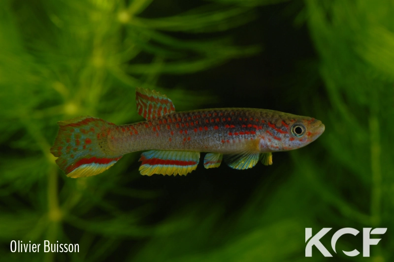 Aphyosemion calliurum ABK 07-147 male adulte 