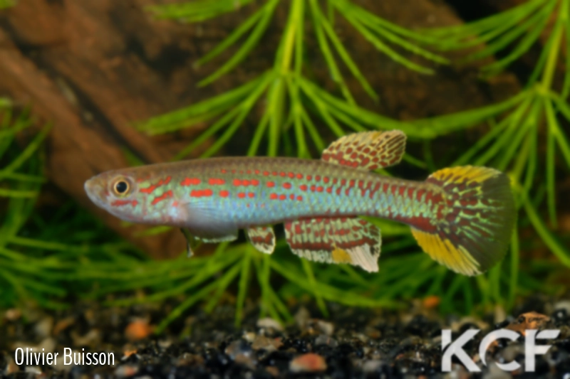 Aphyosemion cameronense Piste Mbalam Ngoila 2 ABDK 10-399 male adulte 