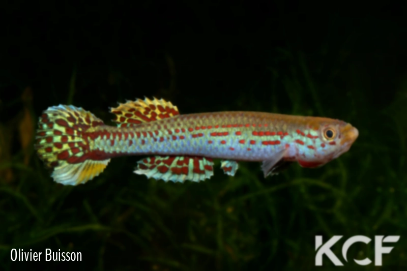 Aphyosemion cameronense Piste Mbalam Ngoila 2 ABDK 10-399 male adulte 