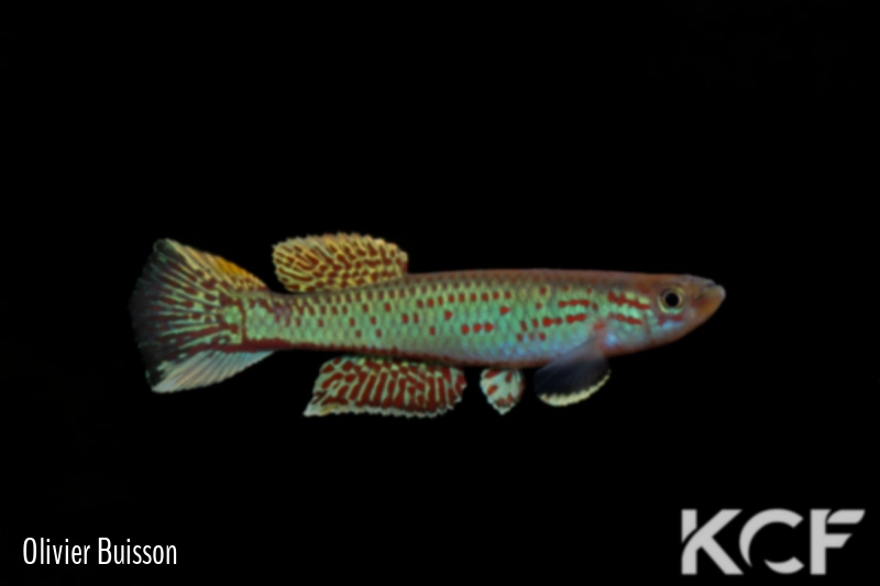 Aphyosemion cameronense Sud Makokou ABDEK 12-482 male adulte 