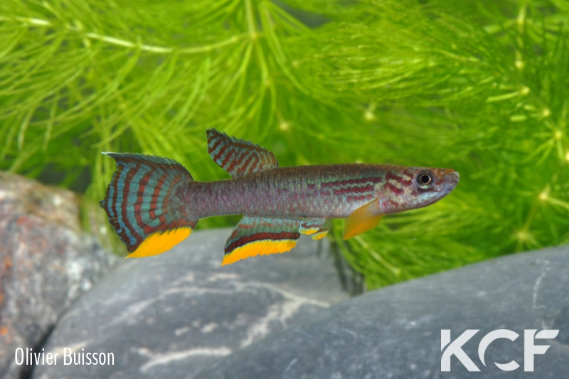 Aphyosemion campomaanense ABL 08-223 male adulte 