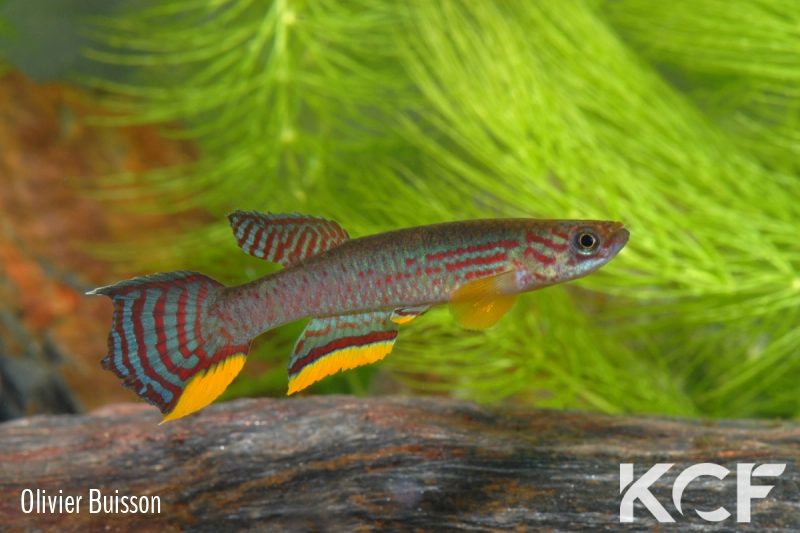 Aphyosemion campomaanense ABL 08-223 male adulte 