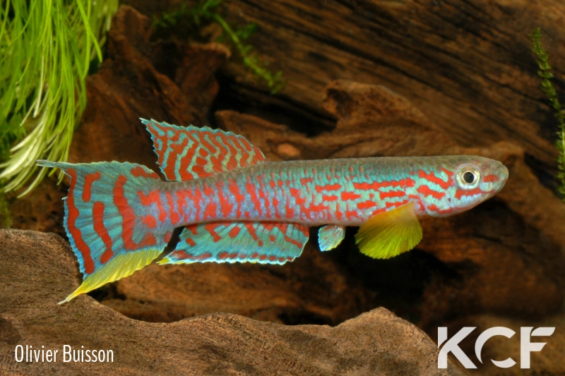 Aphyosemion campomaanense PK14 Campo Maán National Park ABK 07-181 male adulte 