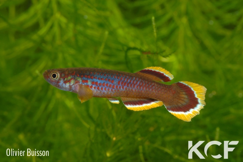Aphyosemion celiae celiae Teke CXC 21 male adulte 