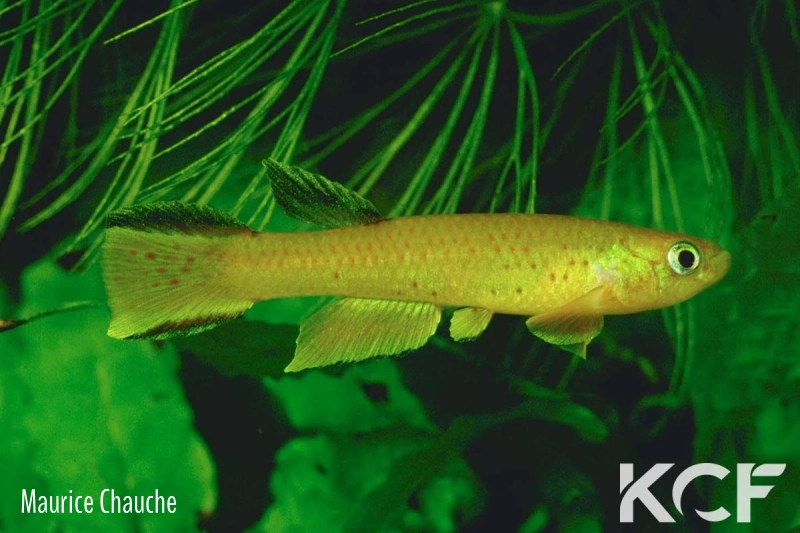 Aphyosemion congicum  male adulte 