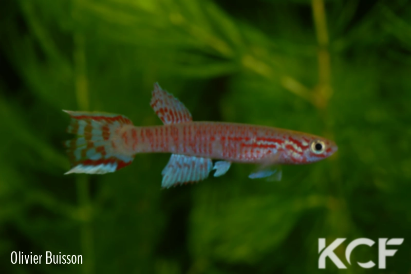 Aphyosemion edeanum ABK 07-161 male adulte 