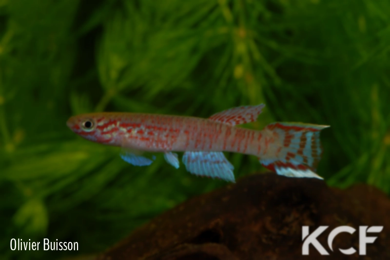 Aphyosemion edeanum ABK 07-161 male adulte 