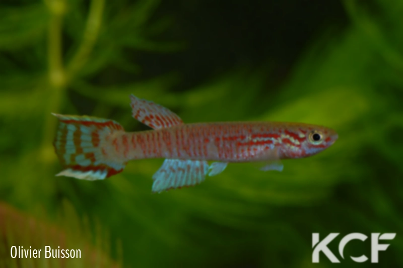 Aphyosemion edeanum ABK 07-161 male adulte 