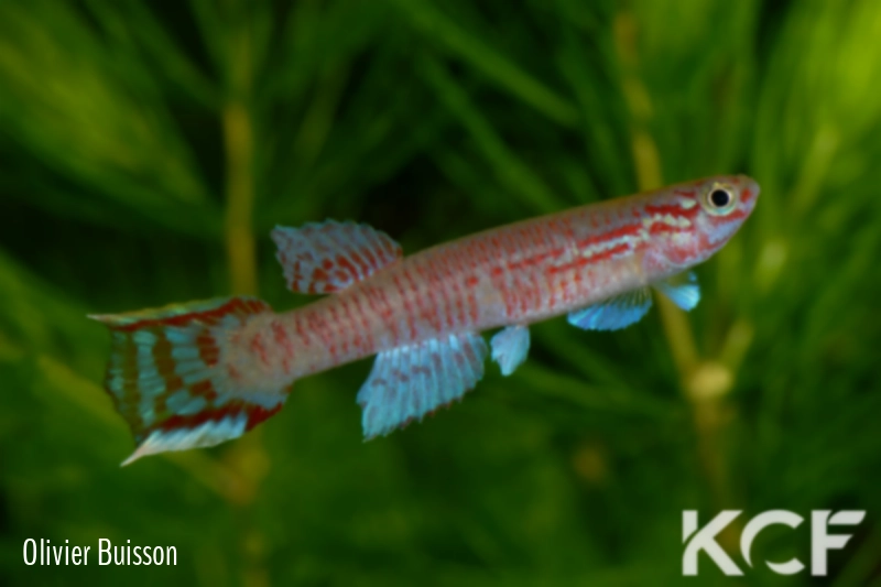 Aphyosemion edeanum ABK 07-161 male adulte 