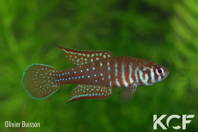 Simpsonichthys boitonei  male adulte 