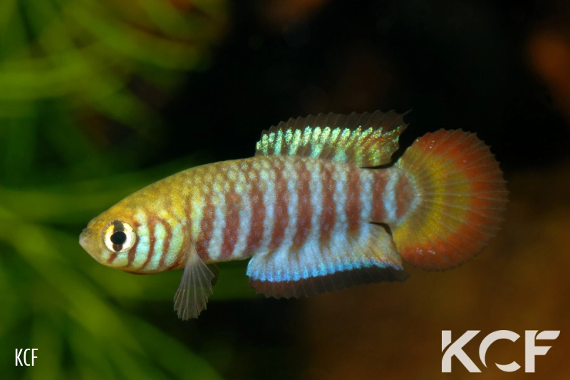 Simpsonichthys cholopteryx MT-481 BIF BR 11-07 male adulte 