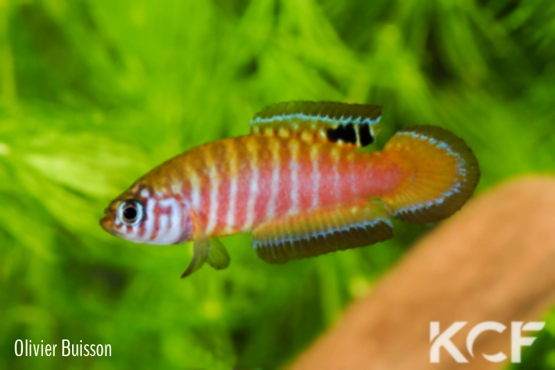 Simpsonichthys nigromaculatus Rio da Prata - Chapadão do Céu NPCE BR 08-06 male adulte 