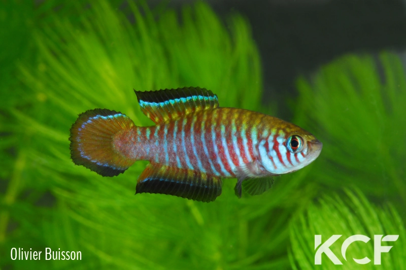 Simpsonichthys parallelus Chapadão do Céu DN 06 male adulte 