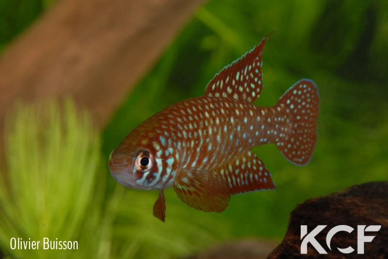Simpsonichthys punctulatus Formosa Goias NP 03-07 male adulte 