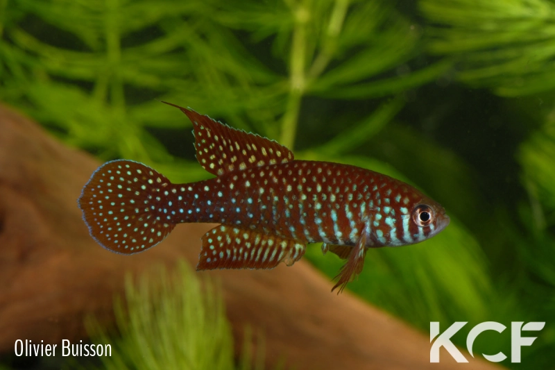 Simpsonichthys punctulatus Formosa Goias NP 03-07 male adulte 