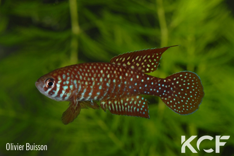 Simpsonichthys punctulatus Formosa Goias NP 03-07 male adulte 