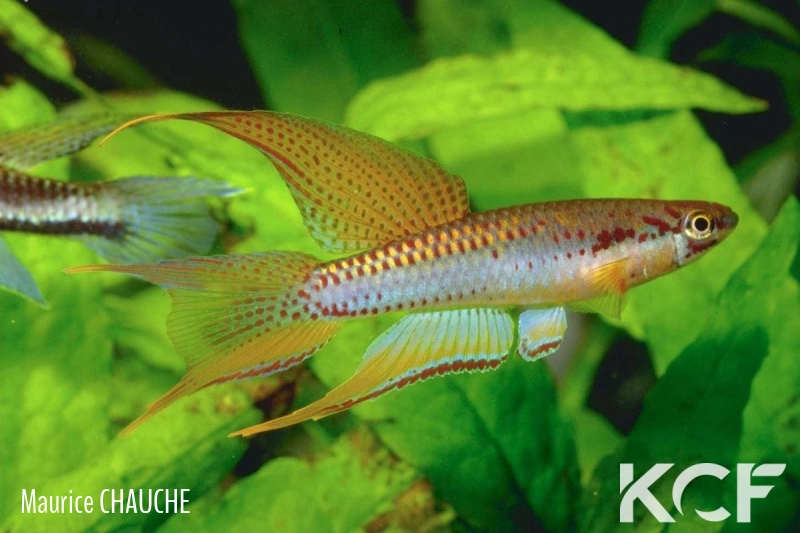 Aphyo. Chromaphyosemion bitaeniatum  male adulte 