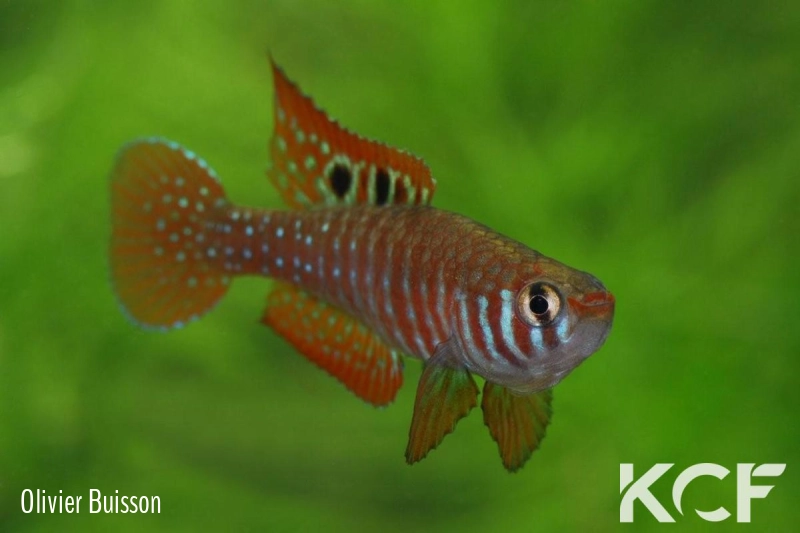 Simpsonichthys santanae Ribeiro de Santana NP07-08 male adulte 