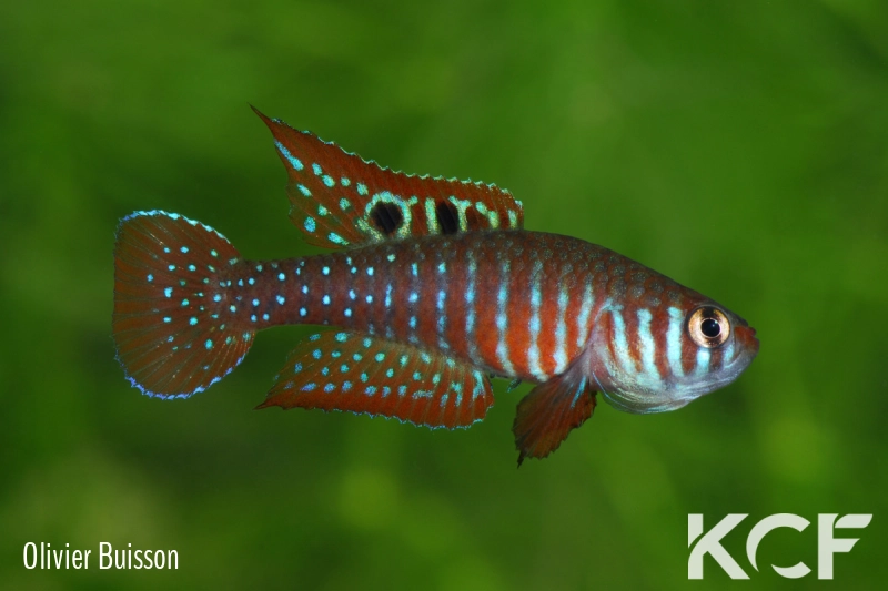 Simpsonichthys santanae Ribeiro de Santana NP07-08 male adulte 