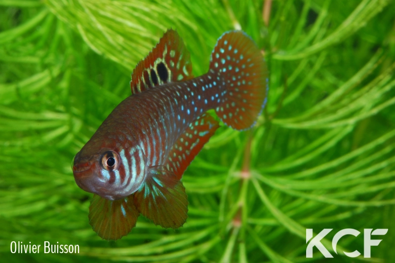 Simpsonichthys santanae Ribeiro de Santana NP07-08 male adulte 