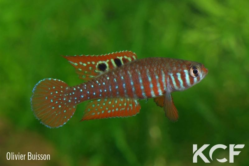 Simpsonichthys santanae Ribeiro de Santana NP07-08 male adulte 