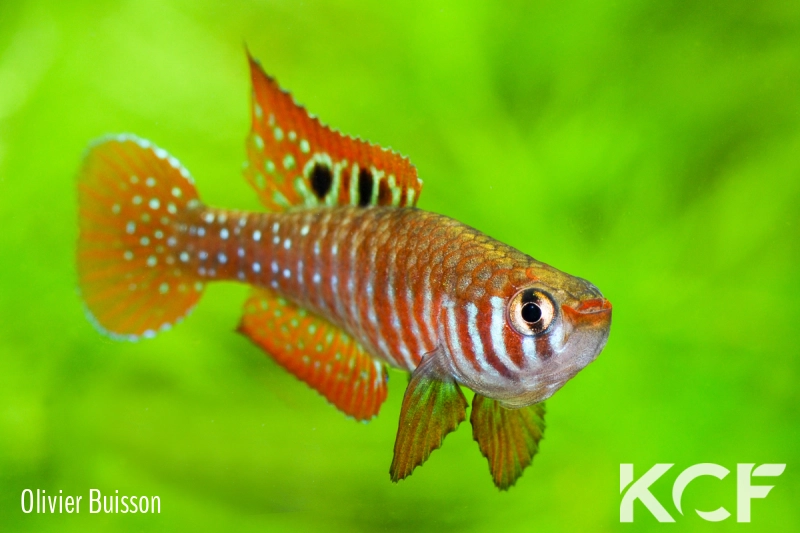 Simpsonichthys santanae Ribeiro de Santana NP07-08 male adulte 