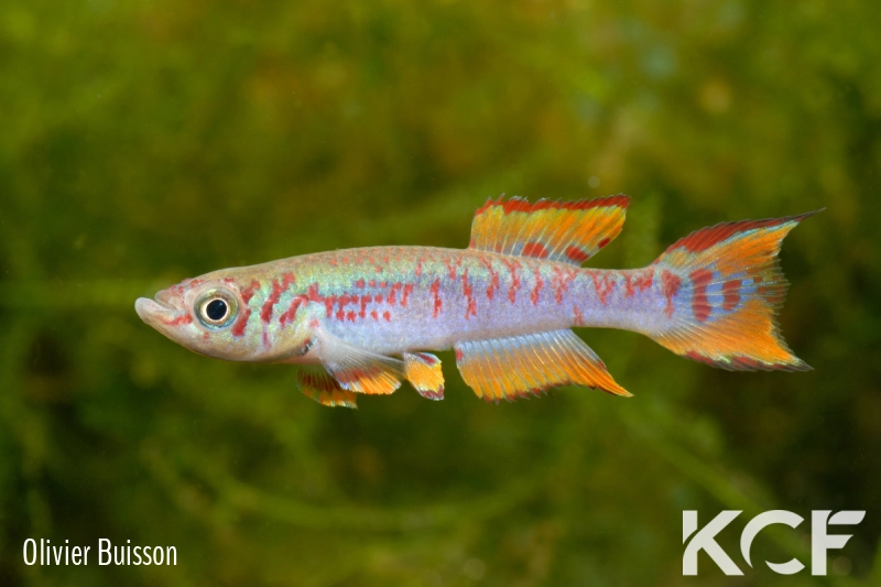 Fundulopanchax walkeri  male adulte 