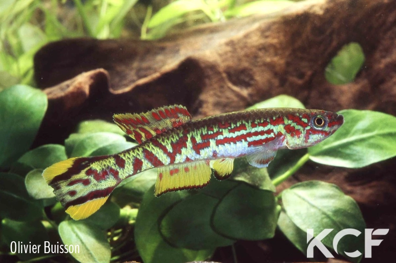 Fundulopanchax spoorenbergi  male adulte 