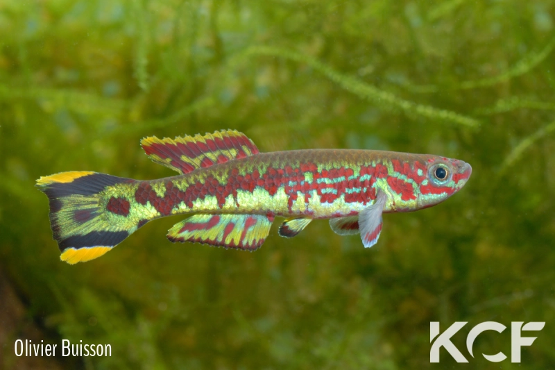 Fundulopanchax spoorenbergi  male adulte 