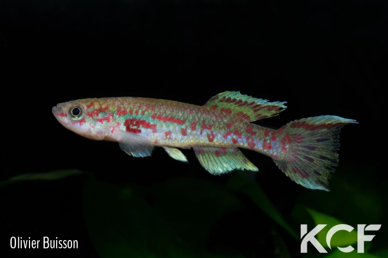 Fundulopanchax sp. Akwen BLLMC 05-02 male adulte 