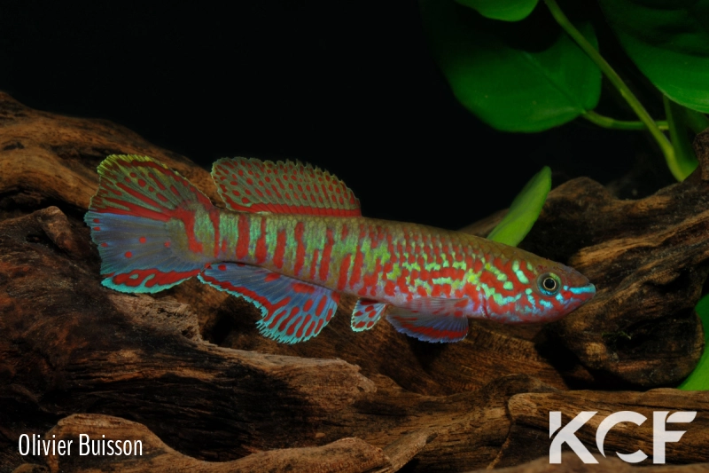 Fundulopanchax sjoestedti Loe male adulte 